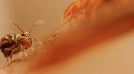 The leap beneath The leap beneath