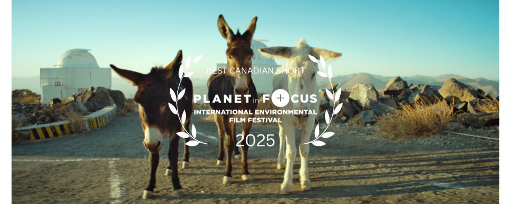 Best Canadian Short (1000 x 400 px) Best Canadian Short (1000 x 400 px)