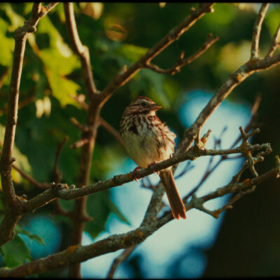 Photo 1 BIRDS_1 Photo 1 BIRDS_1